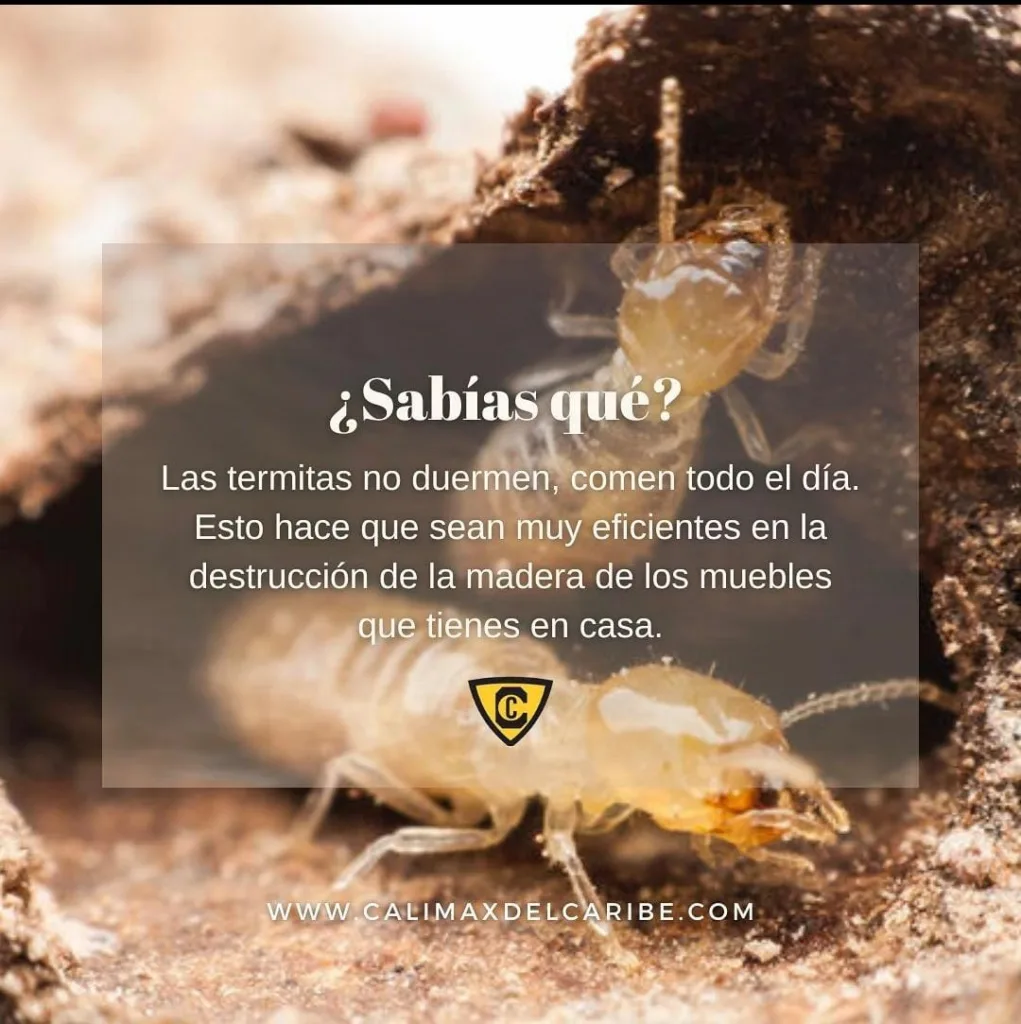 control de plagas más comunes