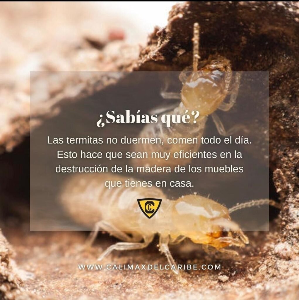 control de plagas más comunes